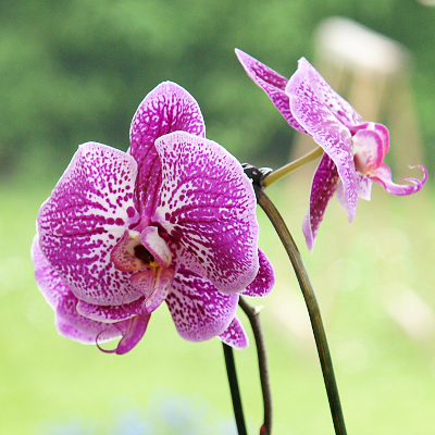 Orchidea, par Xavier E. G. Dierick
